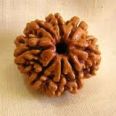 8 mukhi rudraksha